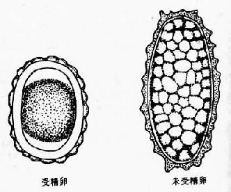 蛔虫卵