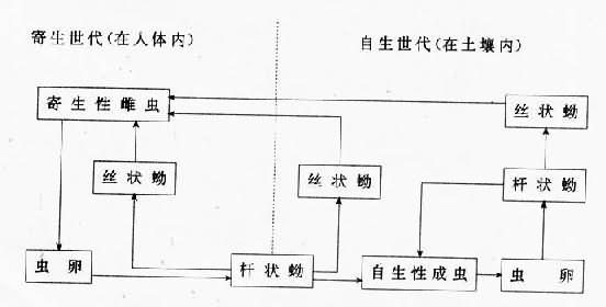 粪类圆线虫生活史示意图