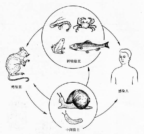 广州管圆线虫生活史