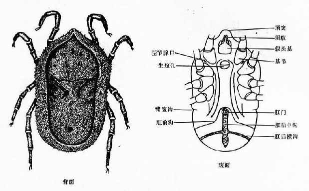 软蜱（乳突钝缘蜱）