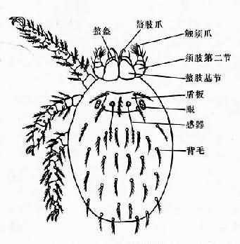 地里纤恙螨幼虫