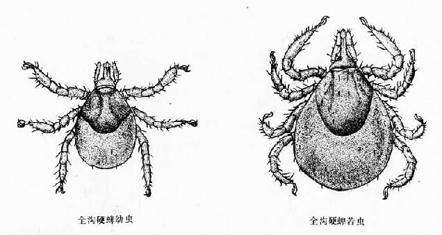 全沟硬蜱幼虫与若虫