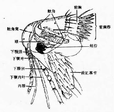 蚤头部及前胸