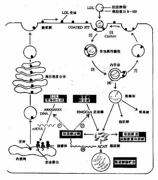 细胞对LDL的摄取和降解