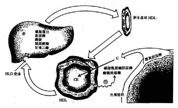 HDL代谢