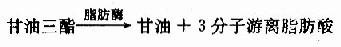 一、甘油三酯的分解代谢