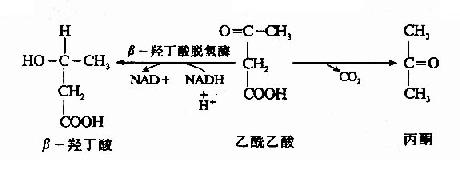 (四)酮体的生成与利用