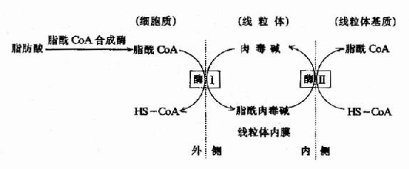 肉毒碱参与脂酰辅酶A转入线粒体示意图