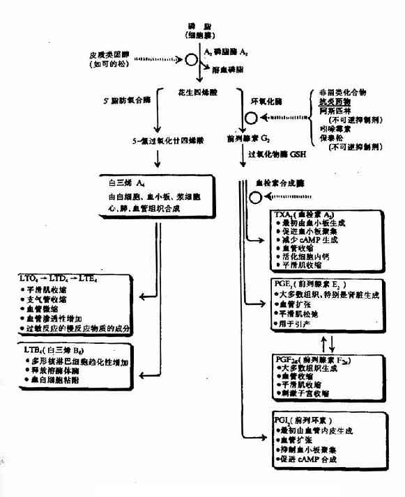 花生四烯酸生成PG，TX和LT概况