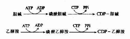 (二)甘油磷脂的合成