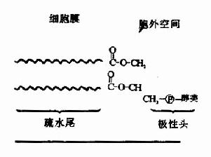 显示胞膜定位的磷脂结构