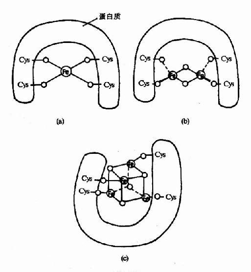 (二)黄素蛋白(flavoproteins)