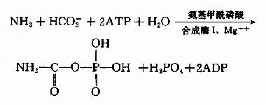 二、氨的代谢