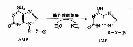 一、氨基酸的脱氨基作用