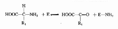 一、氨基酸的脱氨基作用