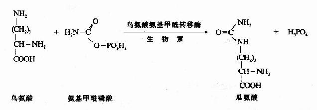 瓜氨酸(citrulline)的生成