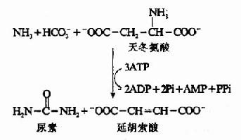 二、氨的代谢