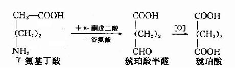 三、脱羧基作用