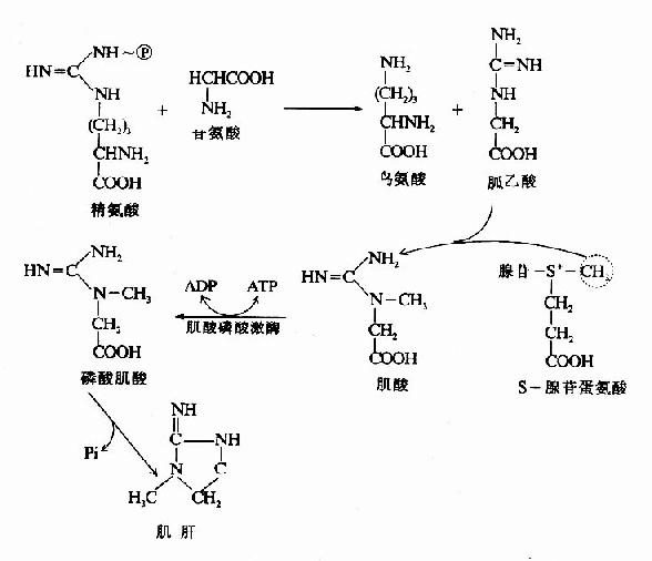 肌酸的代谢