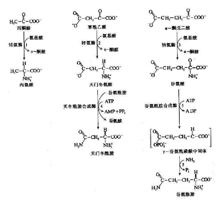 氨酸、天冬氨酸、谷氨酸、天冬酰胺和谷氨酰胺的合成