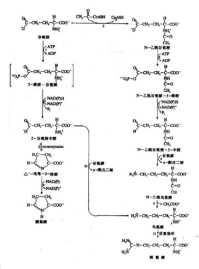 由谷氨酸生成脯氨酸、鸟氨酸和精氨酸