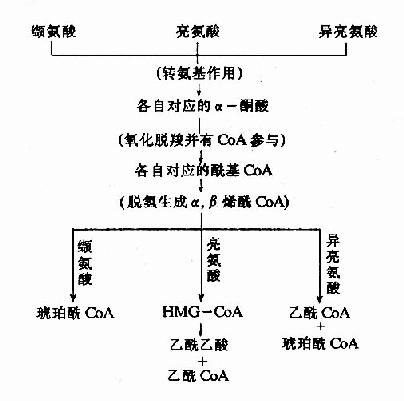 支链氨基酸的分解代谢