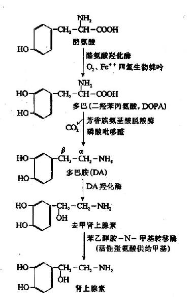 儿茶酚胺的合成