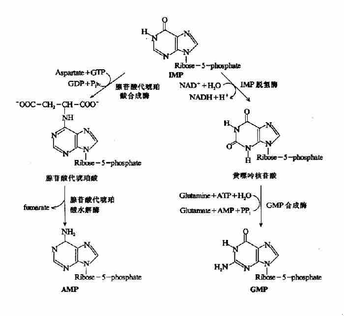 IMP分别生成AMP和GMP