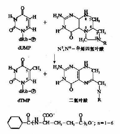 dTMP的生成