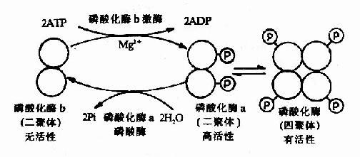 肌肉磷酸化酶的酶促化学修饰作用