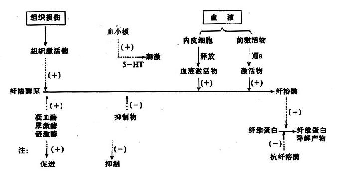 纤维蛋白溶解过程