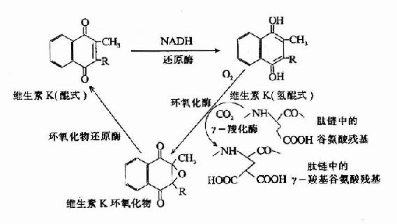 维生素K在谷氨酸残基r－羧化反应中的作用(维生素K循环)