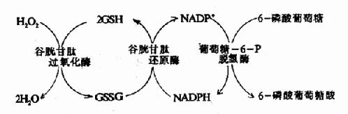 谷胱甘肽的氧化与还原