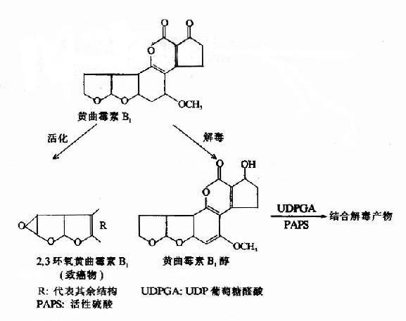 (四)结合反应