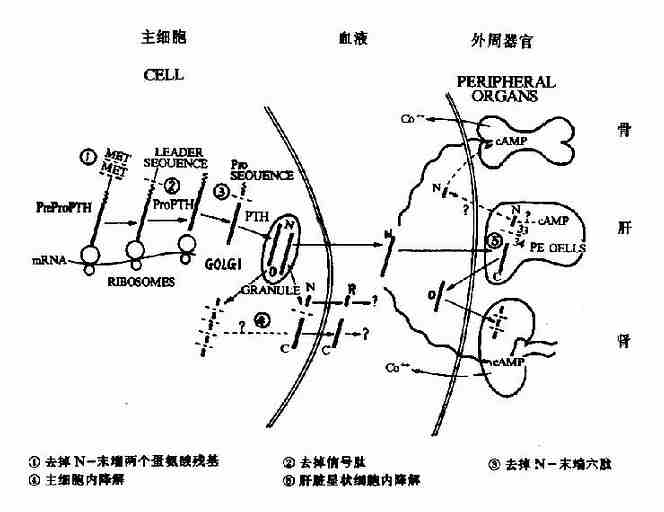 PTH及其前体的合成、分泌及代谢