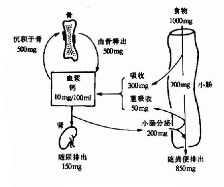 人体每日钙的更新率