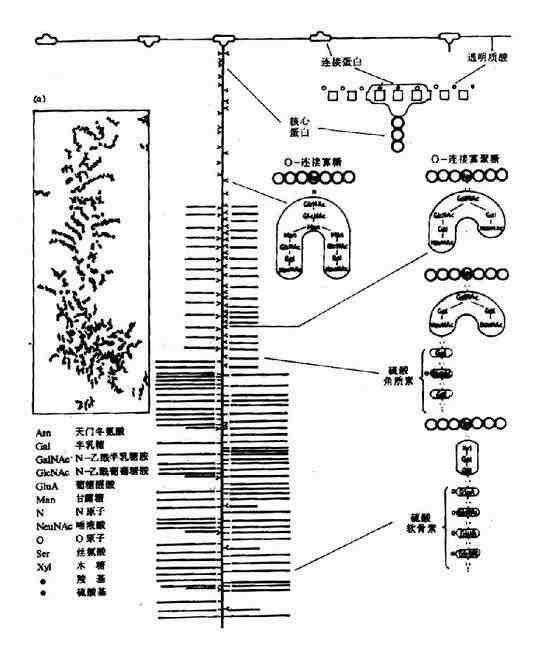 蛋白多糖的分子结构