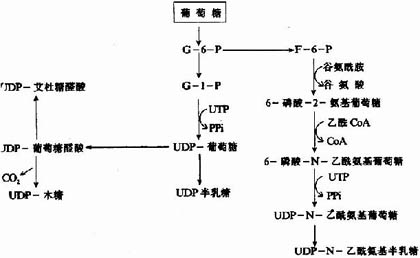 各种单糖及其衍生物的来源