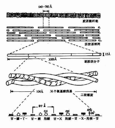 胶原结构示意图