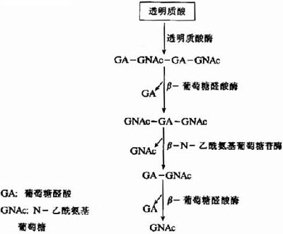 透明质酸的水解