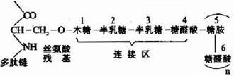 糖胺多糖链与多肽链的连接