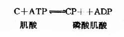 一、能量供应(Energy Supply)