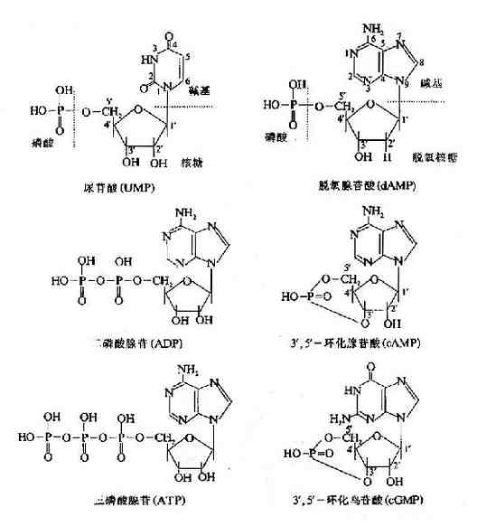 二、化学组成与基本单位