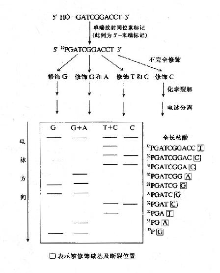 化学裂解法测定DNA的核苷酸序列