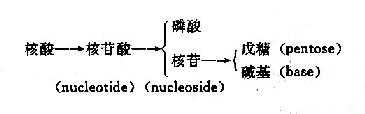 核酸的组成