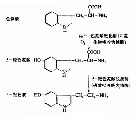 5－HT的生成