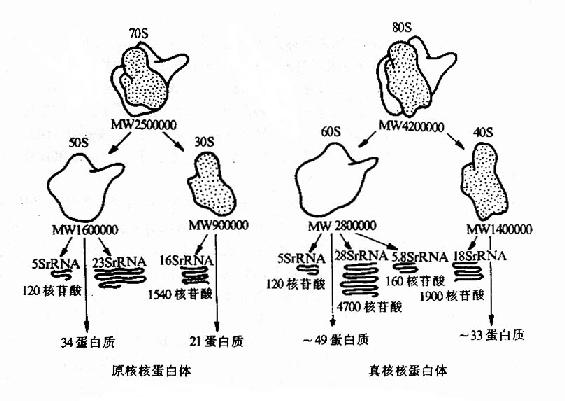 原核生物与真核生物核蛋白体的结构比较