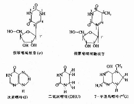 (二)转运RNA(tRNA)