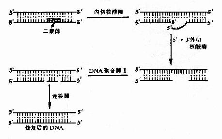 损伤DNA的切除修复