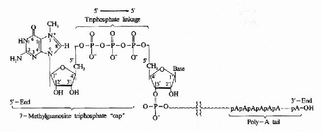 Post-transcriptional modification of mRNa showing the7-methylguanosine cap and poly-A tail.